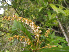 Clethra uleana