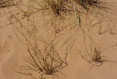 Asphodelus refractus