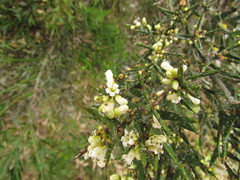 Colletia paradoxa