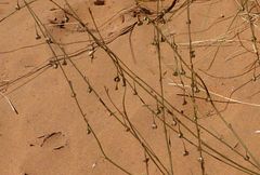 Asphodelus refractus