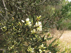 Colletia paradoxa