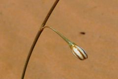 Asphodelus refractus