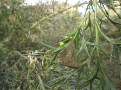 Colletia paradoxa