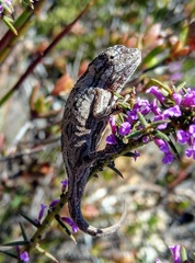 Bradypodion barbatulum