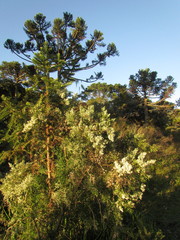 Colletia paradoxa