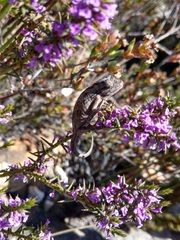 Bradypodion barbatulum