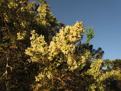Colletia paradoxa