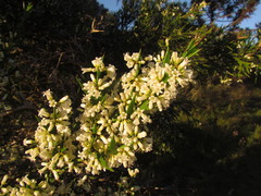 Colletia paradoxa