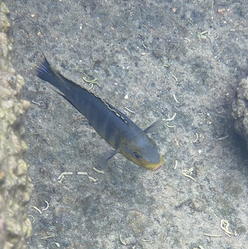 Cichlid (Petrotilapia genalutea) — Cichlidae — 4