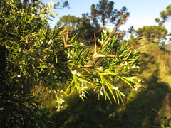 Colletia paradoxa
