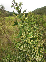 Colletia paradoxa