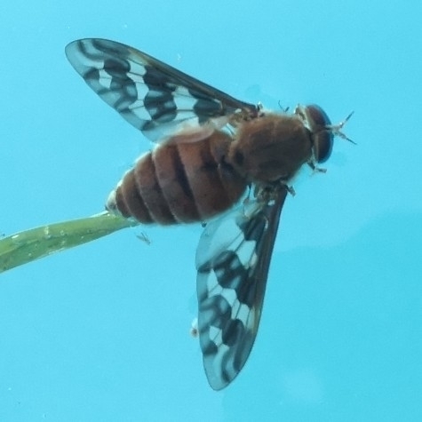 Esenbeckia fascipennis