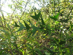 Colletia paradoxa