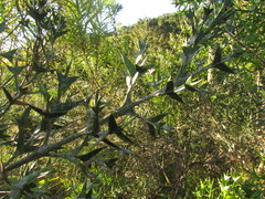 Colletia paradoxa