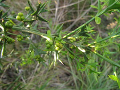Colletia paradoxa