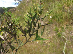 Colletia paradoxa