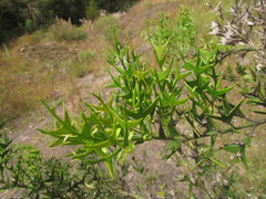 Colletia paradoxa