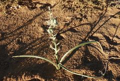 Albuca amoena image