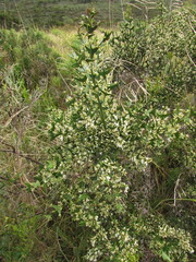 Colletia paradoxa