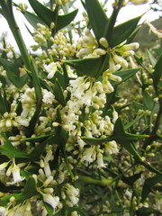 Colletia paradoxa