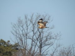 Buteo japonicus