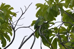 Graydidascalus brachyurus