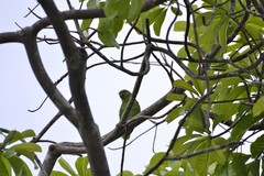 Graydidascalus brachyurus