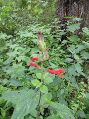 Salvia fulgens