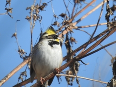 Emberiza elegans