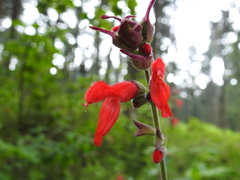 Salvia fulgens