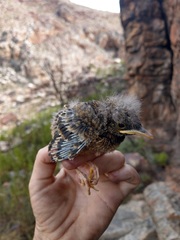 Monticola rupestris