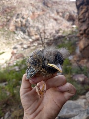 Monticola rupestris