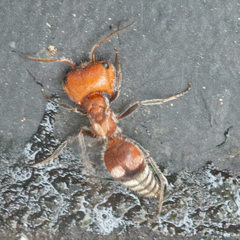 Myrmilloides grandiceps