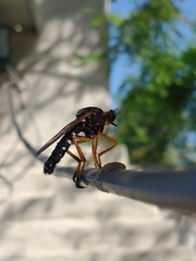 Dicranus tucma