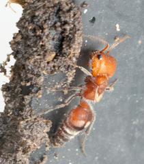 Myrmilloides grandiceps