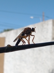 Dicranus tucma
