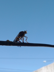 Dicranus tucma