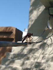 Dicranus tucma