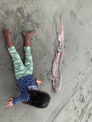 Notorynchus cepedianus