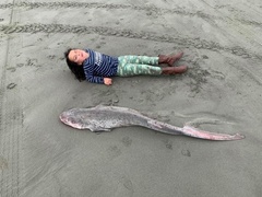 Notorynchus cepedianus