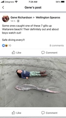 Notorynchus cepedianus