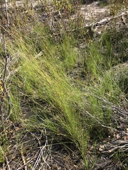 Rhynchospora fascicularis