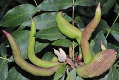 Baizongia pistaciae