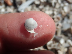 Parvilucina crenella