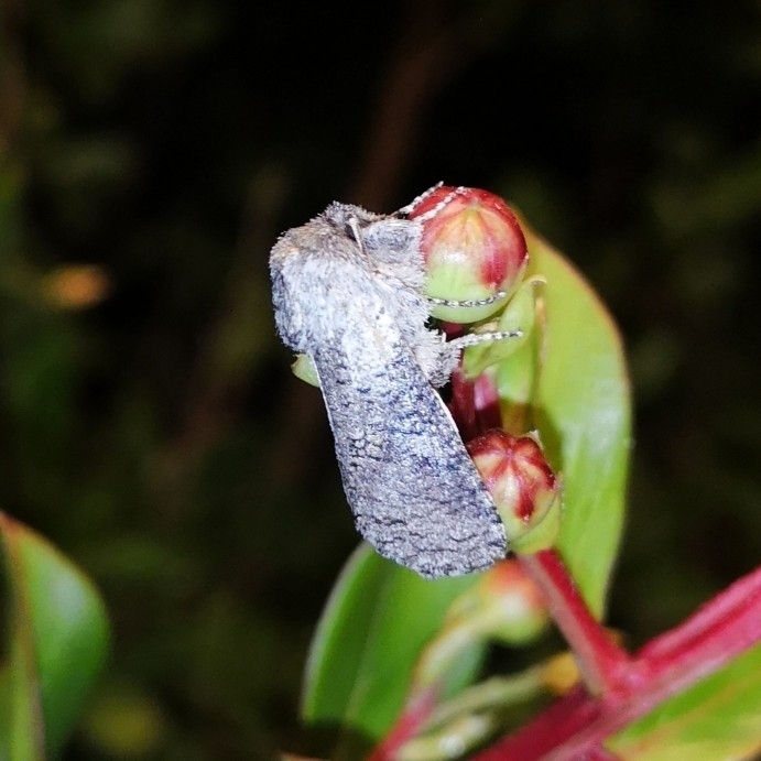 Chilecomadia moorei