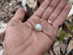 Serinus alario