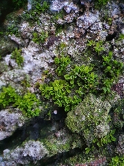 Syntrichia latifolia