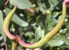 Baizongia pistaciae