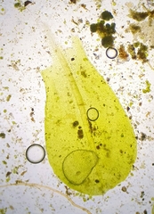 Syntrichia latifolia