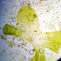 Syntrichia latifolia